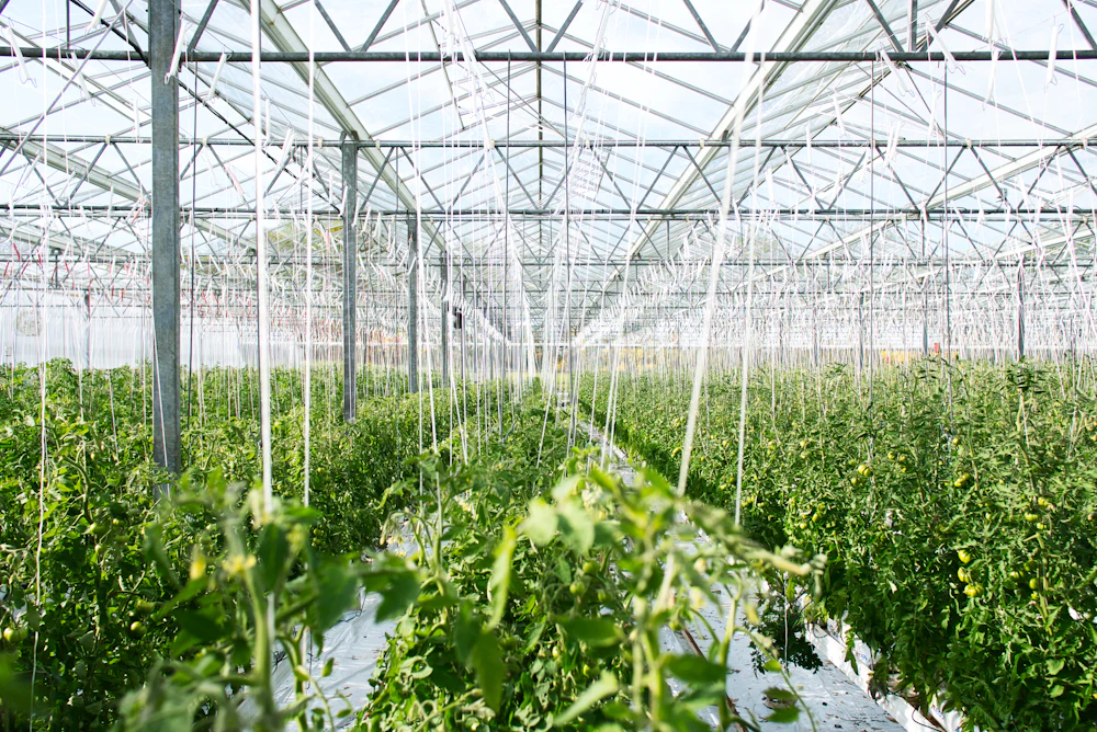 Rows of tomato plants inside a commercial greenhouse