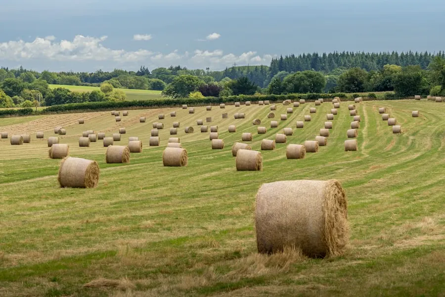 Hay bales in a field