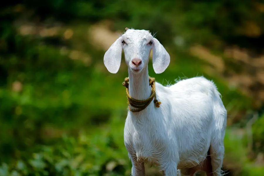 A healthy goat in green pasture