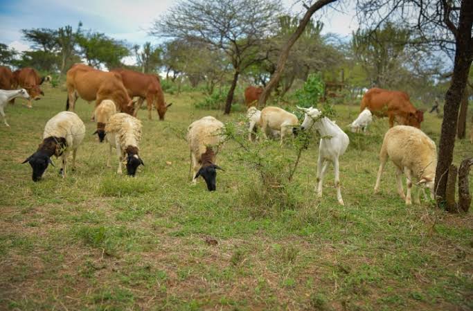 Livestock