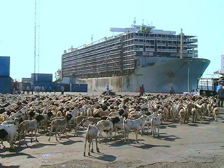 Livestock at Berbera port beside an export vessel