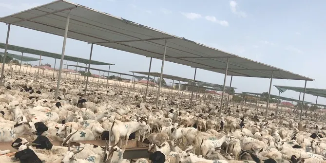A modern livestock quarantine and holding facility